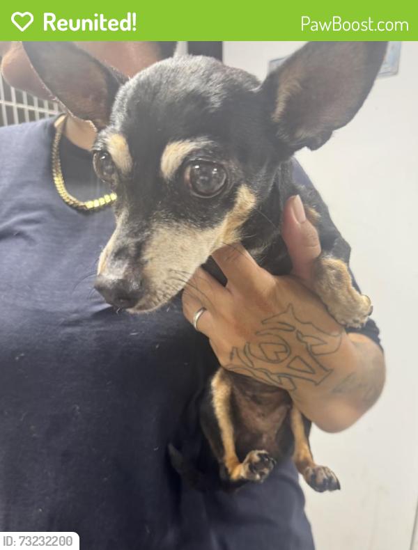 Reunited Female Dog last seen Near Washington Ave, Hawthorne, CA 90250