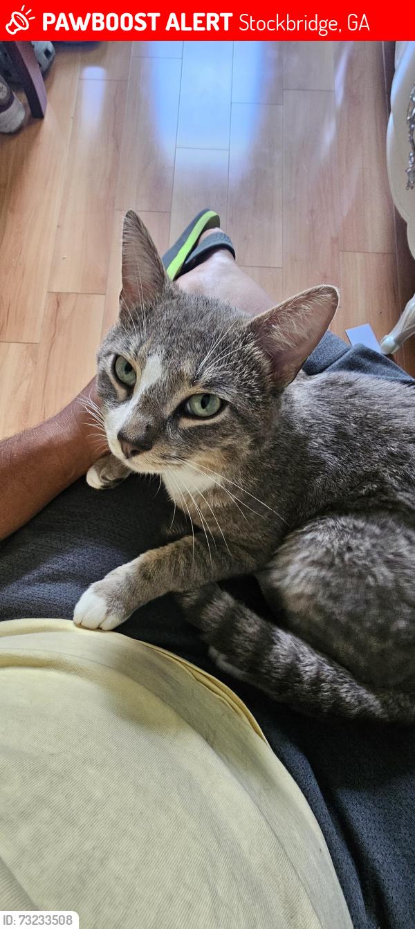 Lost Male Cat last seen Carriage lake lane, Stockbridge, GA 30281