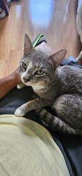 Lost Male Cat last seen Carriage lake lane, Stockbridge, GA 30281