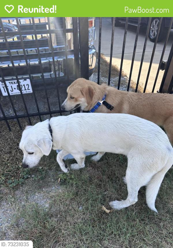 Reunited Female Dog last seen Seth Barwise St & Angus, Fort Worth, TX 76179