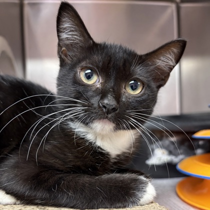 Shelter Stray Female Cat last seen Ocean Lakes, Horry County, SC, 409 Bay St, North Myrtle Beach, SC 29582, USA