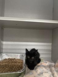Shelter Stray Male Cat last seen Near Enon Rd SW, South Fulton,, 1251 Fulton Industrial Blvd NW, Atlanta, GA 30336, USA
