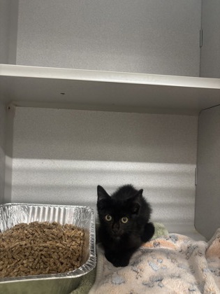 Shelter Stray Male Cat last seen Near Enon Rd SW, South Fulton,, 1251 Fulton Industrial Blvd NW, Atlanta, GA 30336, USA