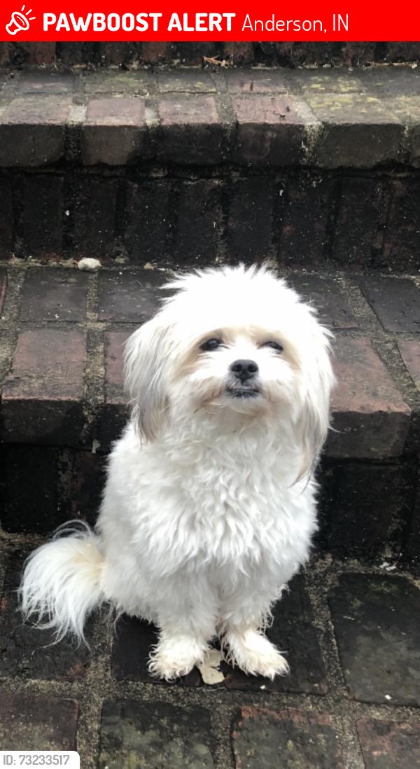Lost Female Dog last seen Scatterfield, between Lindberg Rd and University Blvd, Anderson, IN 46012