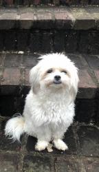 Lost Female Dog last seen Scatterfield, between Lindberg Rd and University Blvd, Anderson, IN 46012