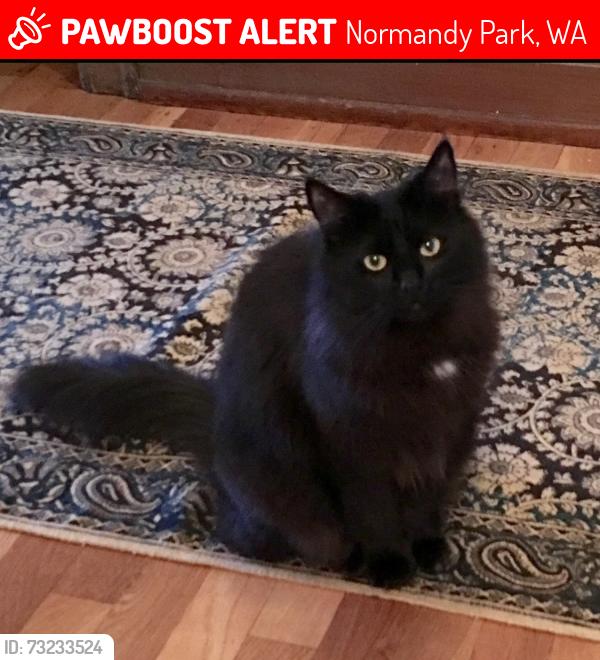 Lost Female Cat last seen 1st Ave S and S 176th St, Normandy Park, WA 98166