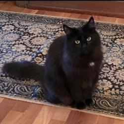 Lost Female Cat last seen 1st Ave S and S 176th St, Normandy Park, WA 98166