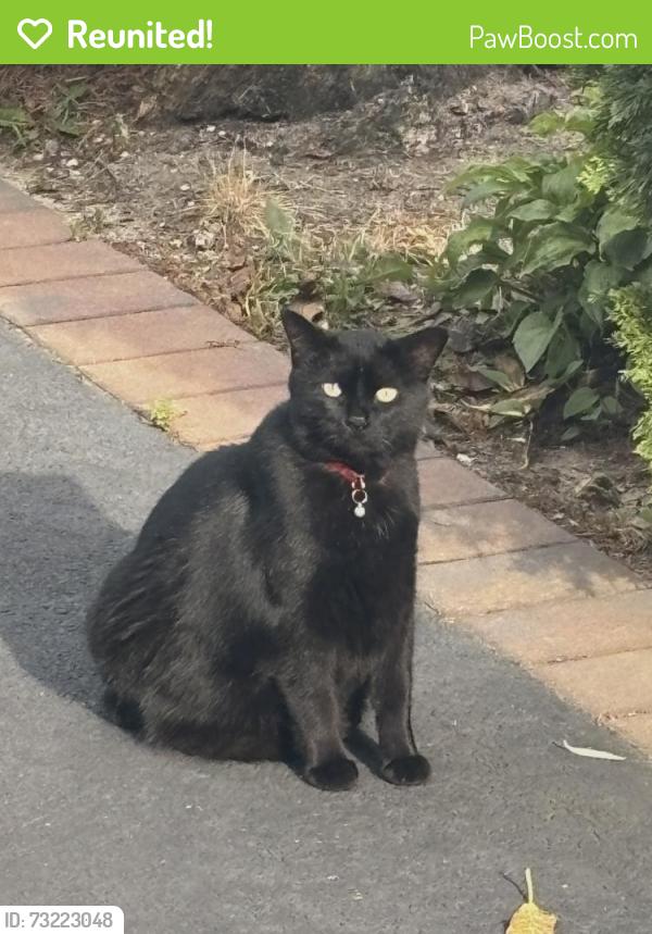Reunited Male Cat last seen Hunter Ave, West Islip, NY 11795