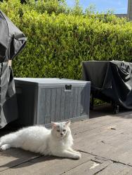 Lost Male Cat last seen Lake Louise neighborhood, Tacoma, WA 98498