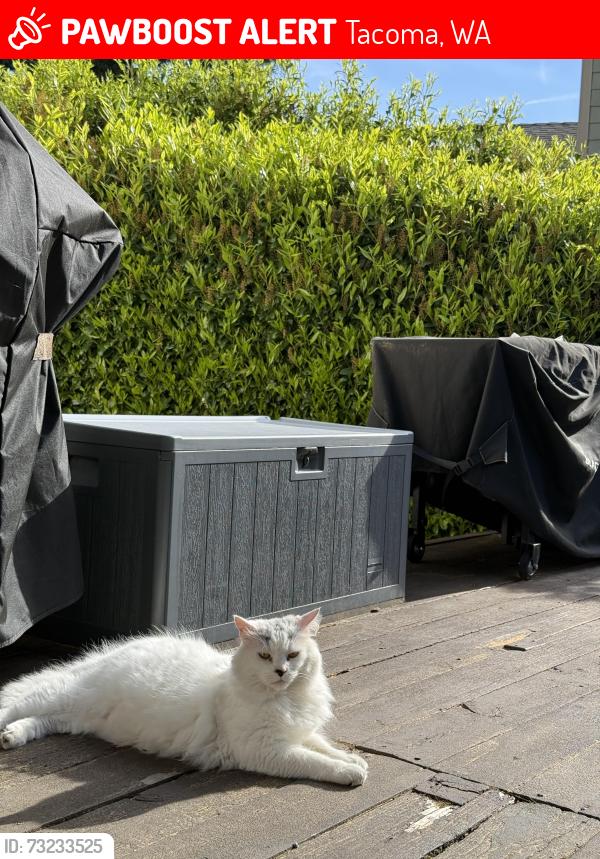 Lost Male Cat last seen Lake Louise neighborhood, Tacoma, WA 98498