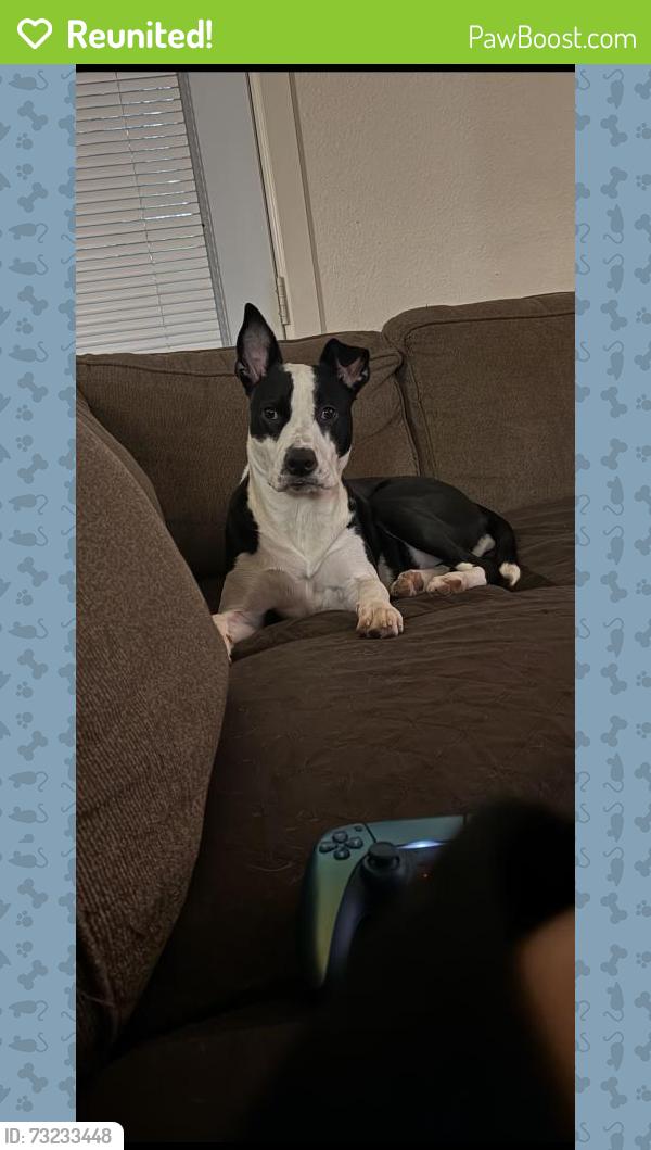 Reunited Female Dog last seen Near Pecan Grove Dr, San Antonio, TX 78222, USA, San Antonio, TX 78222
