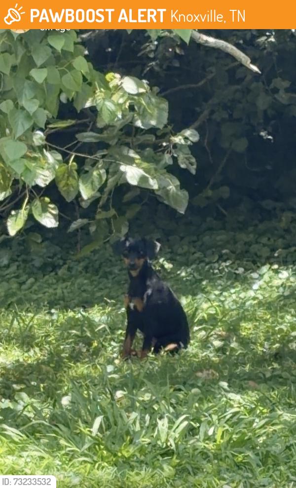 Found/Stray Male Dog last seen Near Knox family therapy office, Knoxville, TN 37919