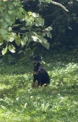 Found/Stray Male Dog last seen Near Knox family therapy office, Knoxville, TN 37919