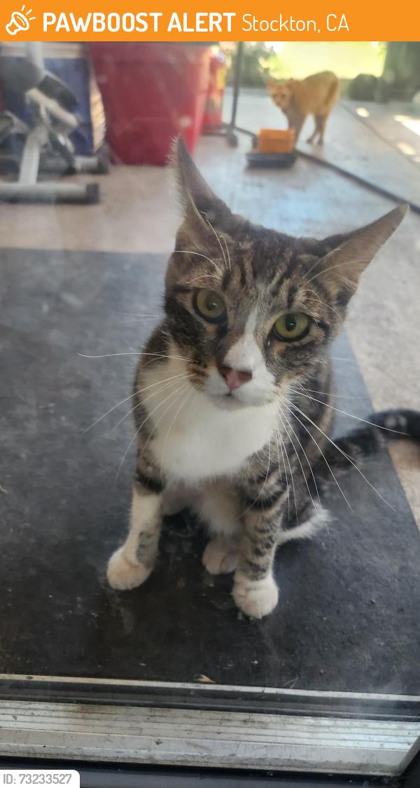 Found/Stray Male Cat last seen Thorton Rd, Stockton, CA 95209