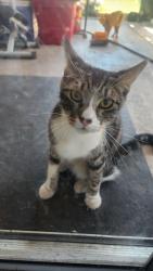 Found/Stray Male Cat last seen Thorton Rd, Stockton, CA 95209