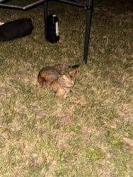 Found/Stray Unknown Cat last seen Timber Oaks Dr, North Aurora, IL 60542