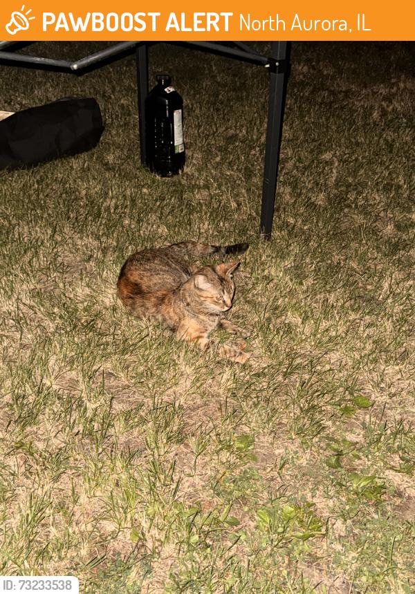 Found/Stray Unknown Cat last seen Timber Oaks Dr, North Aurora, IL 60542