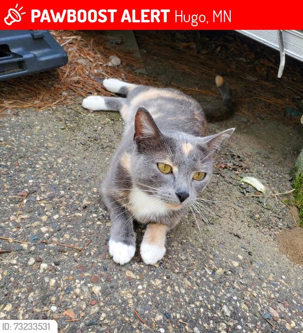 Lost Female Cat last seen Hiway 61 and 170th, Hugo, MN 55038