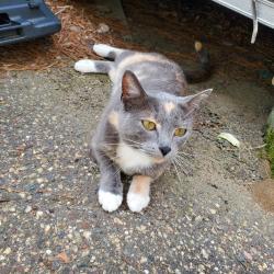 Lost Female Cat last seen Hiway 61 and 170th, Hugo, MN 55038