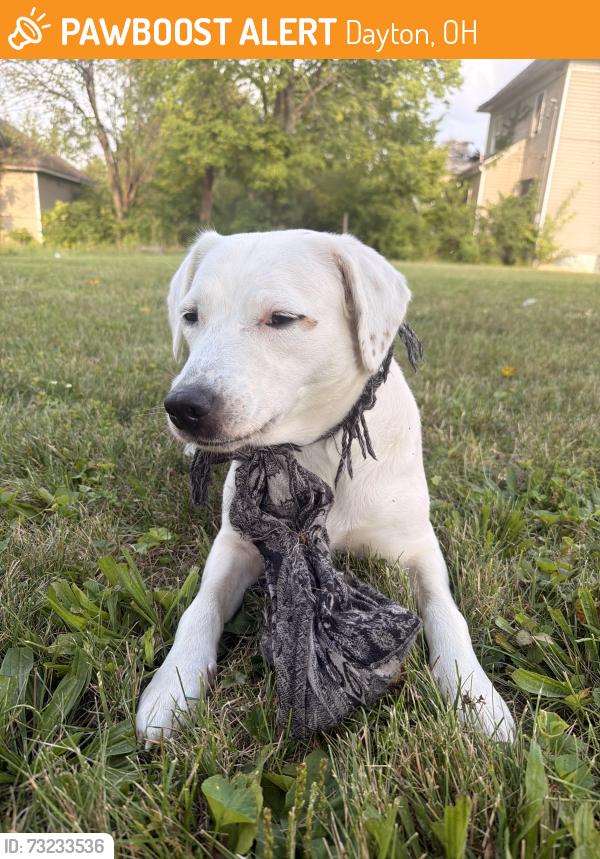 Found/Stray Female Dog last seen Marathon Ave, Dayton, OH 45405