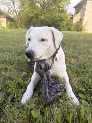Found/Stray Female Dog last seen Marathon Ave, Dayton, OH 45405