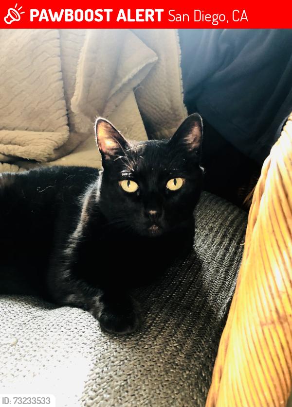 Lost Female Cat last seen 29th Street, San Diego, CA 92104