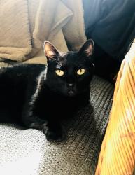 Lost Female Cat last seen 29th Street, San Diego, CA 92104