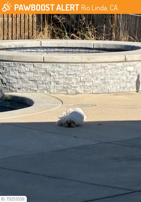 Found/Stray Male Dog last seen 24th and I Street, Rio Linda, CA 95673