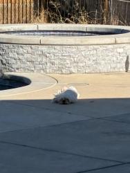 Found/Stray Male Dog last seen 24th and I Street, Rio Linda, CA 95673