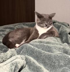 Reunited Male Cat last seen Near Bridge Water Ln, Menifee, CA 92584, USA, Menifee, CA 92584