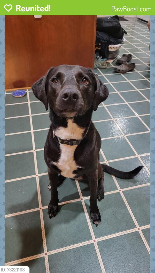 Reunited Female Dog last seen Old orange road and route 15, Culpeper, VA 22701