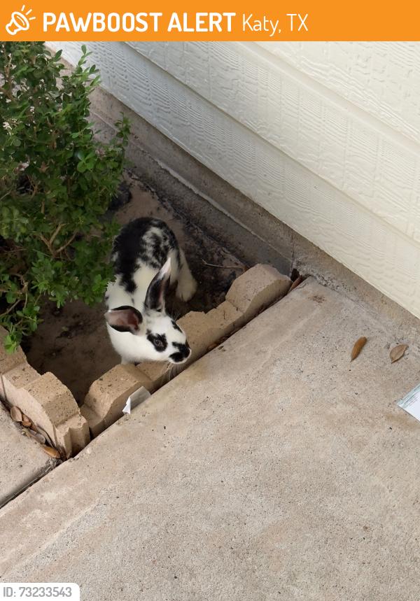 Found/Stray Unknown Rabbit last seen bear creek meadows, Katy, TX 77449