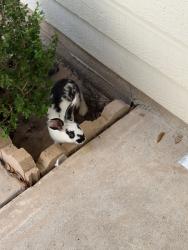 Found/Stray Unknown Rabbit last seen bear creek meadows, Katy, TX 77449