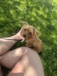 Lost Female Dog last seen Ask academy, Rio Rancho, NM 87124