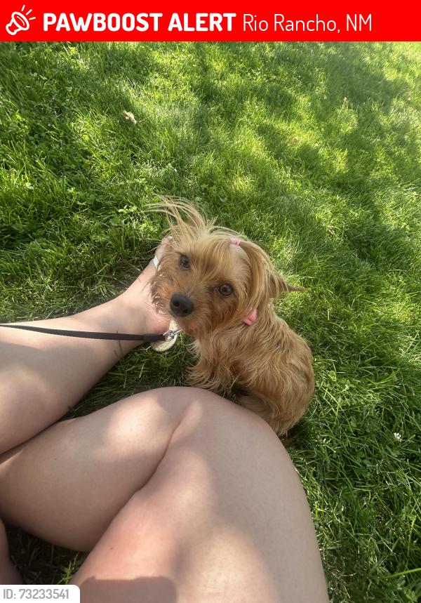 Lost Female Dog last seen Ask academy, Rio Rancho, NM 87124