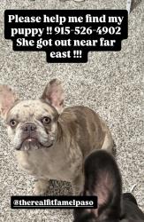 Reunited Female Dog last seen Laura lane and destination ave, El Paso, TX 79938