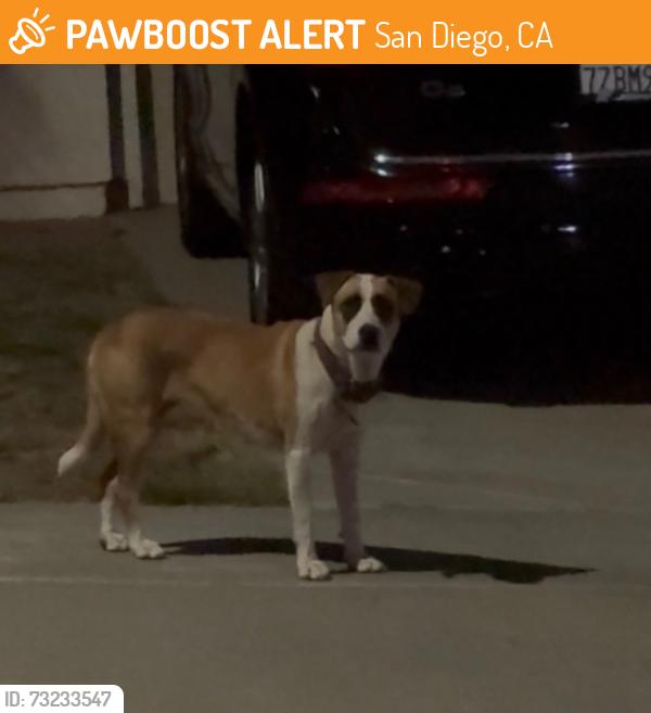 Found/Stray Unknown Dog last seen Black Coral way and Wheelhouse Dr, San Diego, CA 92154