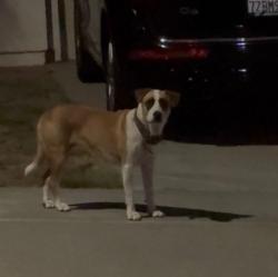 Found/Stray Unknown Dog last seen Black Coral way and Wheelhouse Dr, San Diego, CA 92154