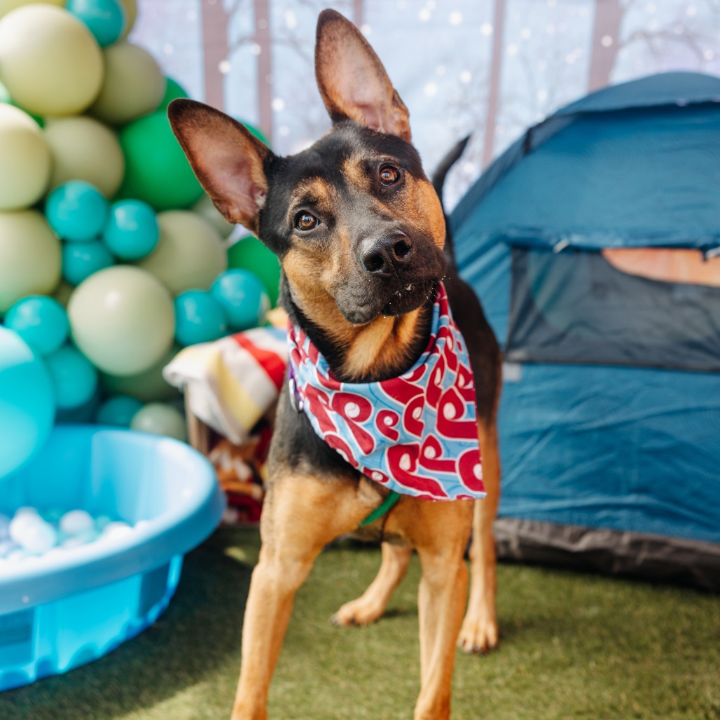 Shelter Stray Male Dog last seen , Animal Care & Control Team of Philly, 111 W Hunting Park Ave, Philadelphia, PA 19140, USA