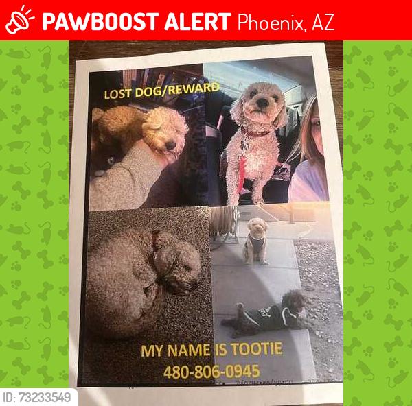 Lost Male Dog last seen 24th street & Roeser, Phoenix, AZ 85040