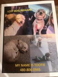 Lost Male Dog last seen 24th street & Roeser, Phoenix, AZ 85040