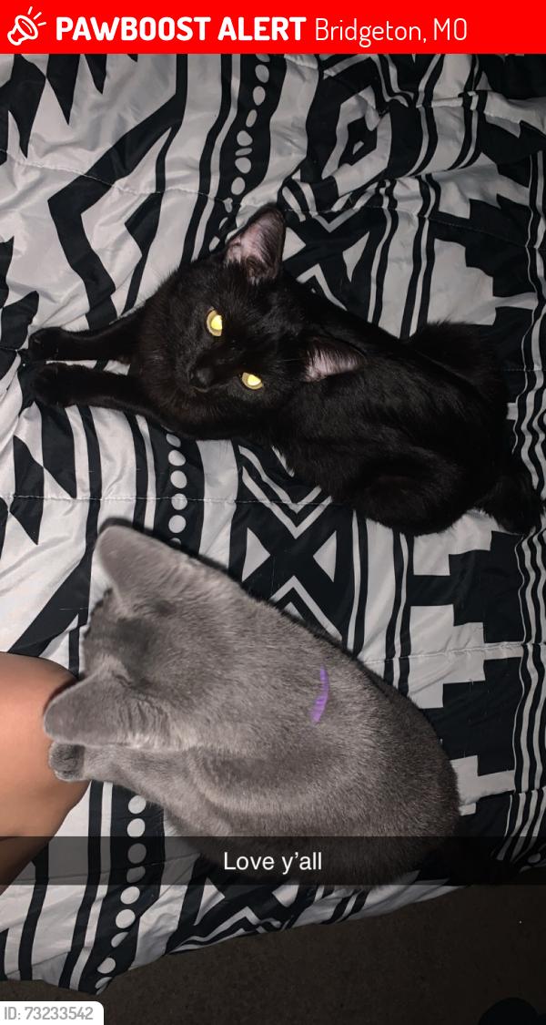 Lost Male Cat last seen Near terrisan, Bridgeton, MO 63044