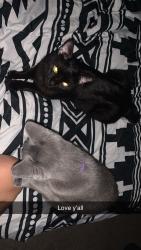 Lost Male Cat last seen Near terrisan, Bridgeton, MO 63044
