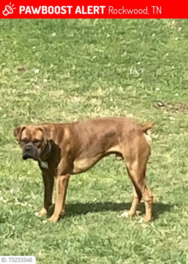 Lost Male Dog last seen Glen Alice cemetery, Rockwood, TN 37854