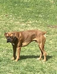 Lost Male Dog last seen Glen Alice cemetery, Rockwood, TN 37854