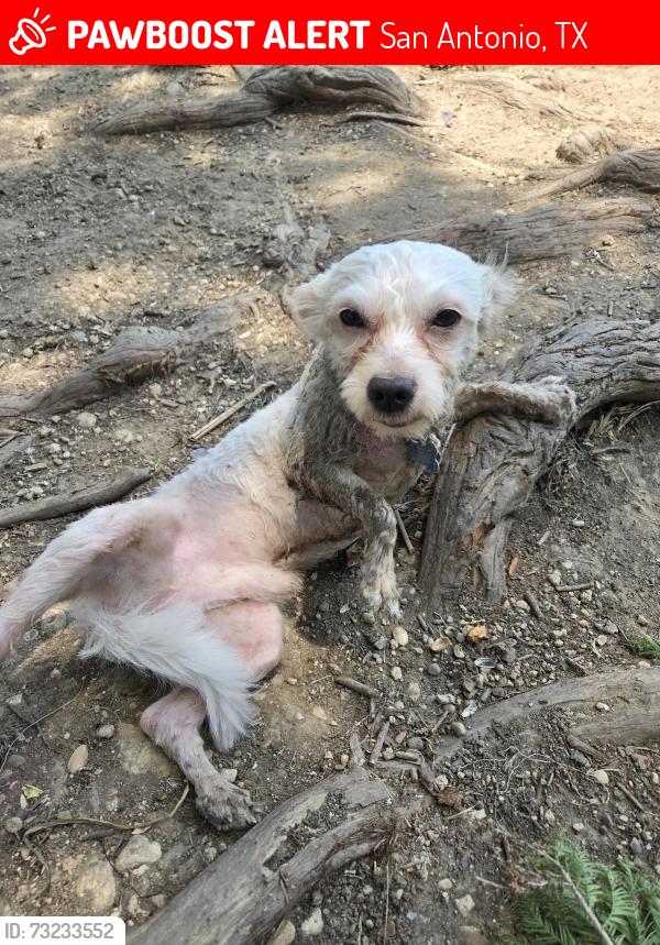 Lost Male Dog last seen Cato boulevard and Goliad, San Antonio, TX 78223