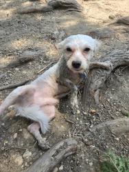 Lost Male Dog last seen Cato boulevard and Goliad, San Antonio, TX 78223