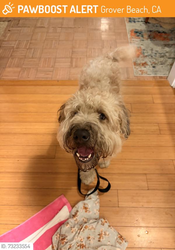 Found/Stray Male Dog last seen Brighton Ave, Grover Beach, CA 93433