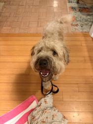 Found/Stray Male Dog last seen Brighton Ave, Grover Beach, CA 93433