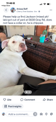 Lost Male Dog last seen Edgewood and Thompson, Indianapolis, IN 46237